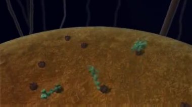 Sinaptik iletim, insan sinir sistemi. Beyin sinapsları. Aktarım sinapsı, sinyaller, beyindeki impulslar, hücresel ya da atomik düzeyde bilgi transferi.