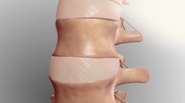 Kronik Sırt Ağrısı. Belinde ağrı var.