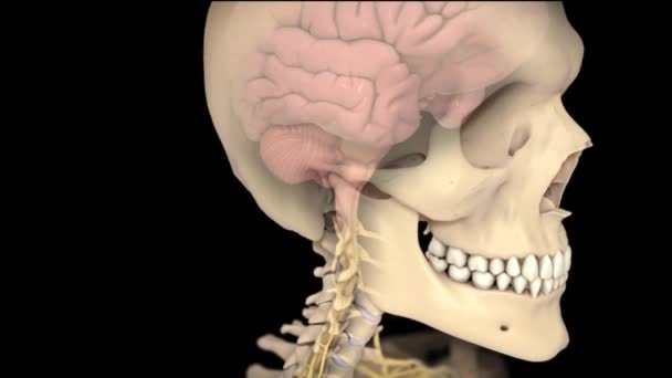 Cerveau Système Rachidien Canal Vertébral — Video