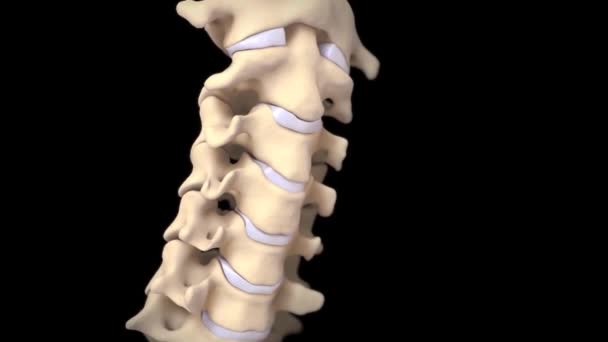 자궁경부 Spine Wiyh Ligaments Arteries Veins Nerves Animation — 비디오
