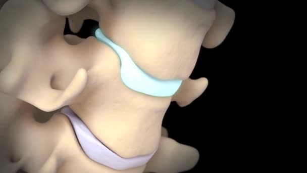 Columna Cervical Con Nervios Disco Intervertebral — Vídeos de Stock