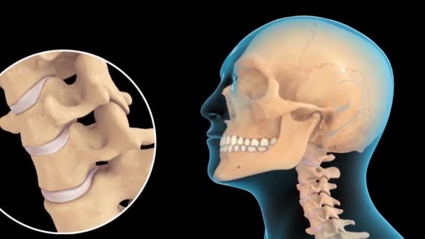Wirbelsäule Des Rückenmarks Menschliches Skelettsystem Halswirbel Anatomie Animationskonzept Wenn Man — Stockvideo