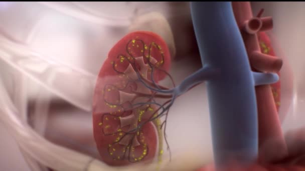 腎臓の障害は 腎臓が血中の老廃物を十分にろ過できなくなったときに発生します — ストック動画