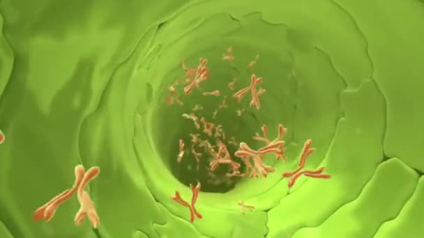 Cromosoma Nel Flusso Sanguigno — Video Stock