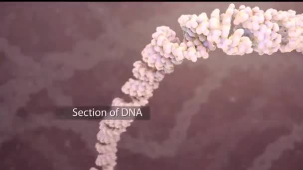 Hasarlı Dna Iyileşiyor — Stok video