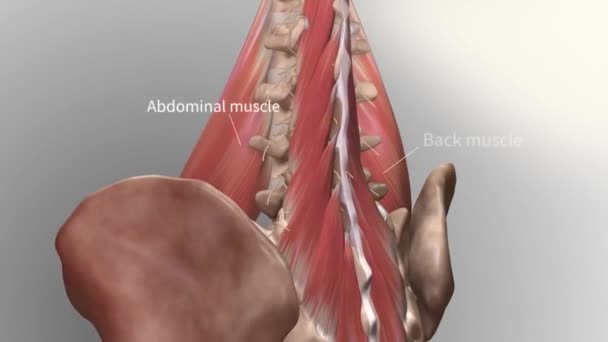 子宮頸椎 慢性腰痛 — ストック動画