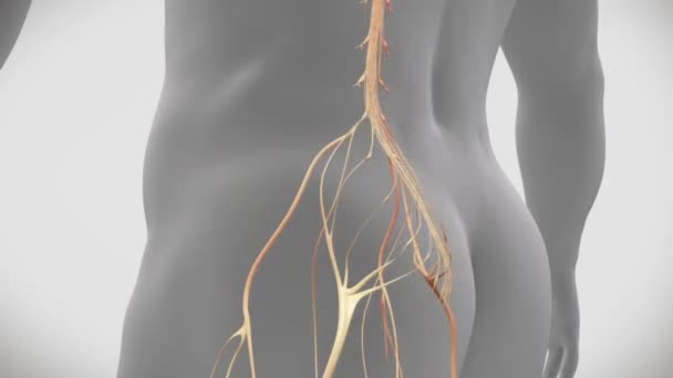 Pain Lower Back Reaches Feet Nervous System — Stock Video