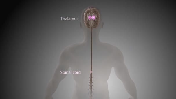 脊髓发出并传送到大脑的信号 — 图库视频影像