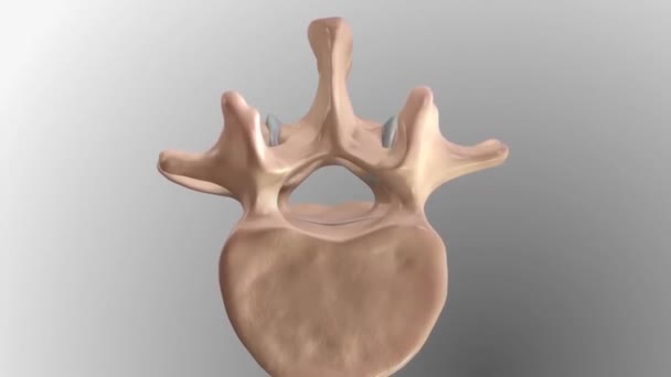 腰部肌肉和骨骼结构 — 图库视频影像
