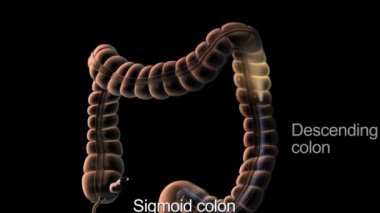 Sindirim sistemi - Sigmoid kolon, alçalan kolon