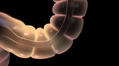 Sindirim sistemi - Sigmoid kolon, alçalan kolon