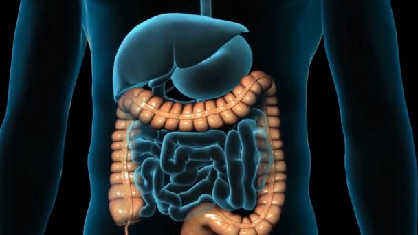 Animazione Animazione Rotazionale Che Mostra Colon Maschile — Video Stock