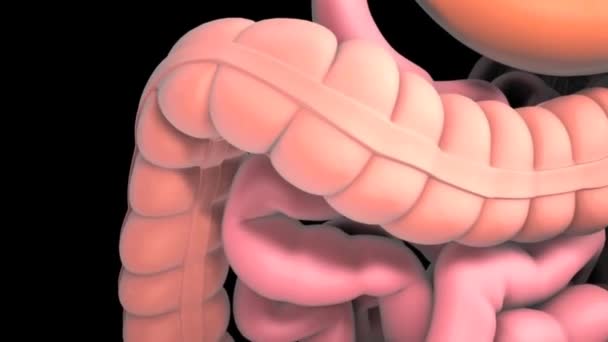 Animazione Animazione Rotazionale Che Mostra Colon Maschile — Video Stock