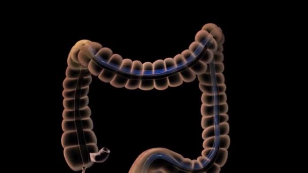 Apparato Digerente Sigmoide Del Colon Discendente Del Colon — Video Stock