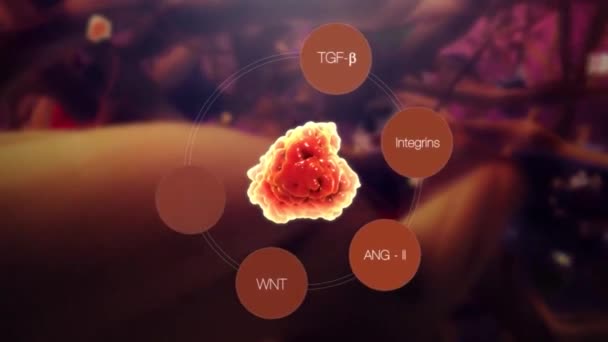 Faktor Růstu Pojivové Tkáně Podporuje Proliferaci Diferenciaci Chondrocytů — Stock video