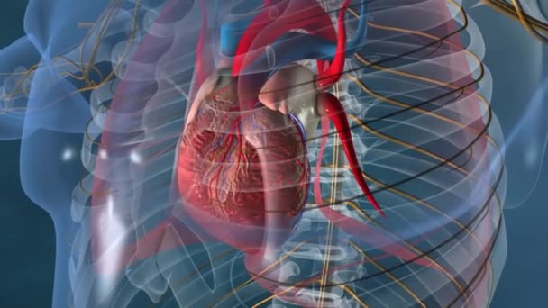 Nsan Vücut Organları Sinir Sistemi Anatomisi Ile Kalp Boyut — Stok video
