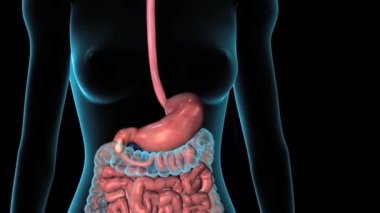 Yiyeceğin sindirim sistemindeki yolculuğu ve enerjiye dönüşümü.