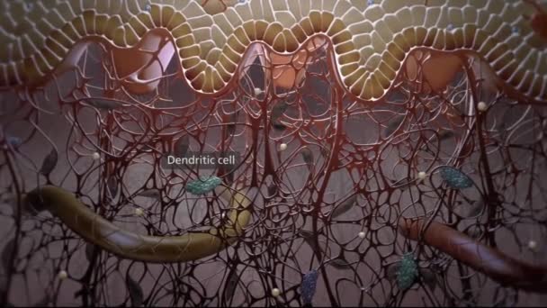 Cellule Dendritique Présentant Antigène Aux Lymphocytes Antigène Est Peptide Provenant — Video