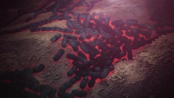 带有细菌和病毒的肠道绒毛 微型绒毛 用于消化和吸收食物的毛细血管 人类肠道 健康或患病肠子的概念 — 图库视频影像