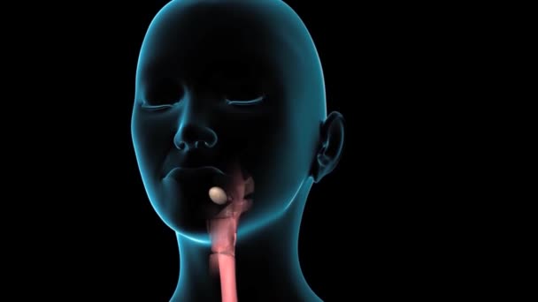 人間の消化器系における消化過程の回路図3Dアニメーション 口から腸まで食道と胃を通して — ストック動画