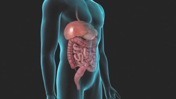 Presentación Del Sistema Colon Con Sus Partes — Vídeo de stock