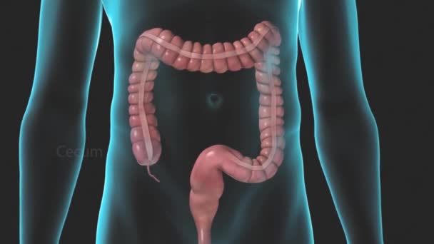 大腸3Dイラスト ヒューマン消化器系解剖学講座 — ストック動画