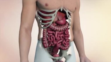 Fütürist Tıbbi Arayüz gösterge panelinde İnsan Kolonu Anatomisi. Kusursuz Döngü.