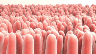 Üç boyutlu animasyon, yakın plan bağırsak villi. Bağırsak kaplaması. Mikroskobik vili ve kılcal damar. İnsan bağırsağı. Sağlıklı ya da hastalıklı bağırsak kavramı.