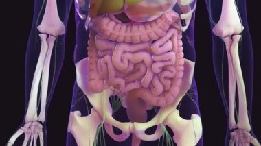 Mikroskop altında bağırsaklarda gerçekçi bir vili. Bağırsak astarı. Mikroskobik vili ve kılcal damarlar. Tasarım için hastalıklı bağırsak kavramı. Gastrointestinal sistem hastalığı.