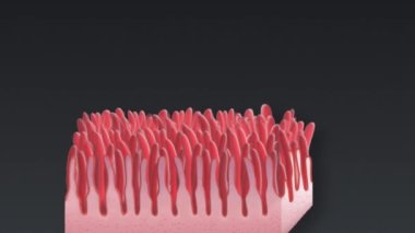 Mikroskop altında bağırsaklarda gerçekçi bir vili. Bağırsak astarı. Mikroskobik vili ve kılcal damarlar. Tasarım için hastalıklı bağırsak kavramı. Gastrointestinal sistem hastalığı.