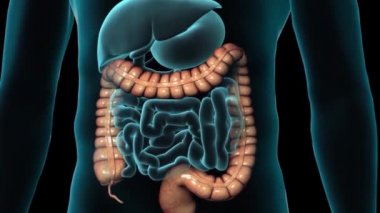 Gastrointestinal bölgede kolon ve rektum, sindirim ünitesi parçaları. Kalın bağırsak ve rektum kalın bağırsak oluşturur..