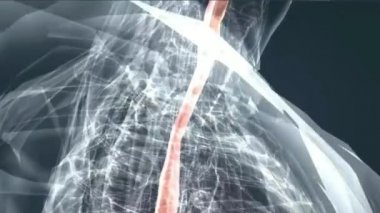 Sindirim sistemi yemek borusu, mide, ince bağırsaklar.,