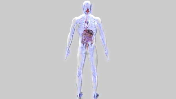 Sistema Energético Del Cuerpo Cuerpo Humano Transparente — Vídeo de stock