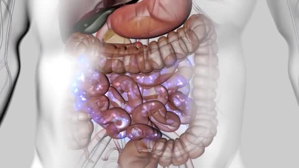 Перетворення Їжі Енергію Шляхом Травлення Поширення Всьому Тілу — стокове відео