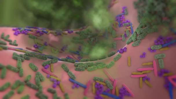 Nagyító Üveg Baktériumok Jeleit Mutatják Betegség Belső Szervek Mellkas Has — Stock videók