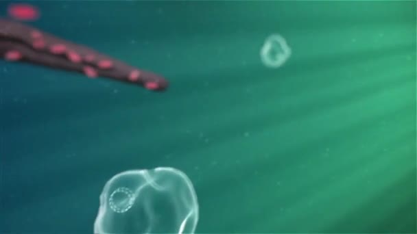 Macrófago Mata Bacteria Dentro Del Cuerpo Humano Fondo Vídeo Médico — Vídeo de stock