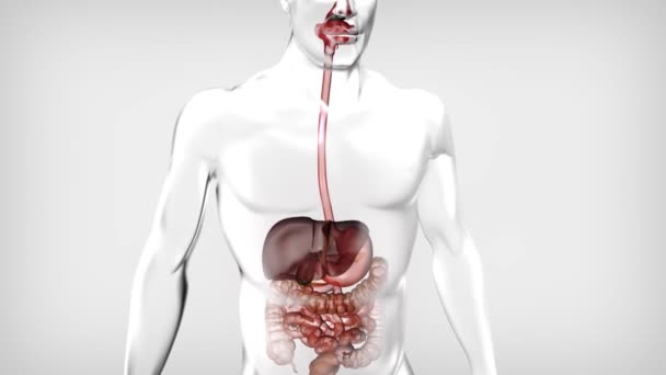 Průběh Trávení Lidském Zažívacím Traktu Cesta Úst Žaludku — Stock video