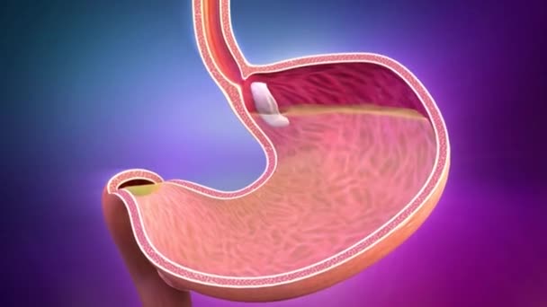 Curso Digestão Sistema Digestivo Humano Viagem Boca Estômago Processo Digestivo — Vídeo de Stock