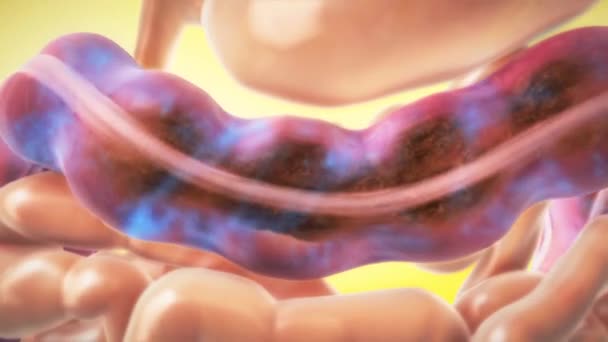 Digestion Des Bactéries Dans Système Immunitaire — Video