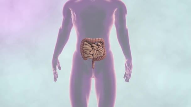 Mänskliga Matsmältningssystemet Anatomi — Stockvideo