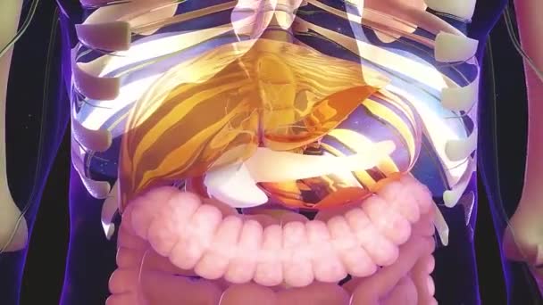 Detaylı Insan Sindirim Sistemi Anatomisi — Stok video