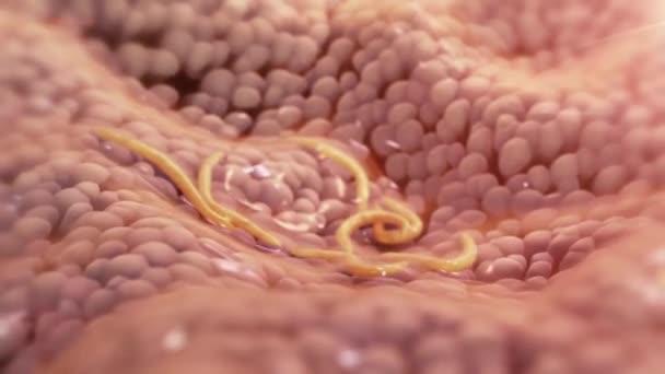 Worm Digestive System — Stock Video