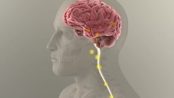 Lidé jsou nejvíce obeznámeni s centrálním nervovým systémem těla, který se skládá z mozku a míchy. ... 