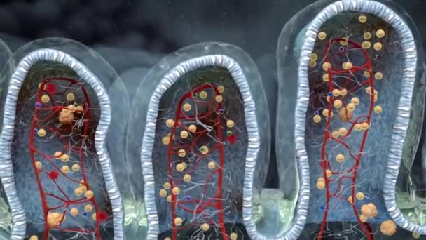 Close Tiro Intestinos Profundidade Vilosidades Campo Wriggling Com Moléculas Carboidratos — Vídeo de Stock