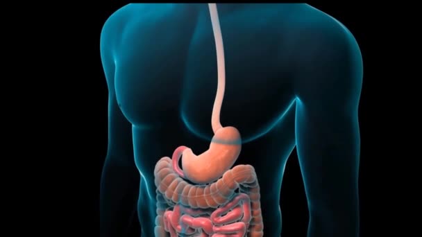 Curso Digestão Sistema Digestivo Humano Uma Visão Geral Estômago — Vídeo de Stock