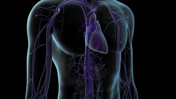 Anatomia Pâncreas Órgão Digestivo Interno Humano — Vídeo de Stock