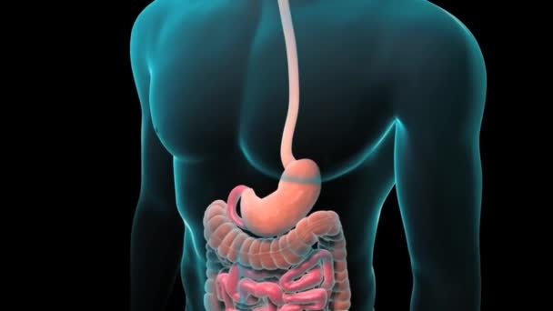 Human Digestive System Anatomy — Stock Video