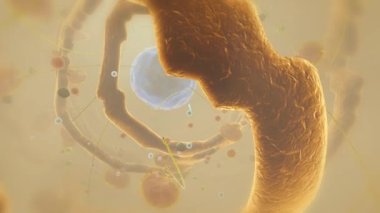 DNA hücre çekirdeğine git