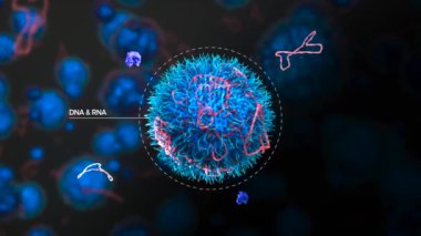 DNA nükleazın saldırısına uğradı.