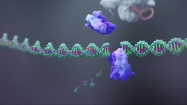 DNA Rna 'ya Aktarılıyor